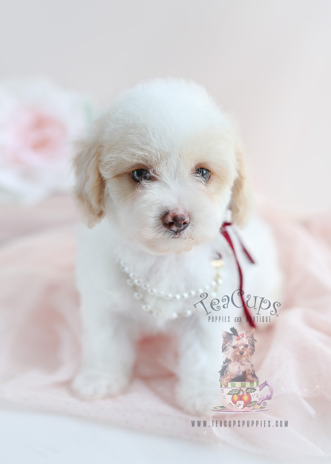 Toy Poodle Puppy For Sale 054 Teacup Puppies Teacup Puppies & Boutique