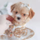 Toy Poodles by Teacup Puppies For Sale