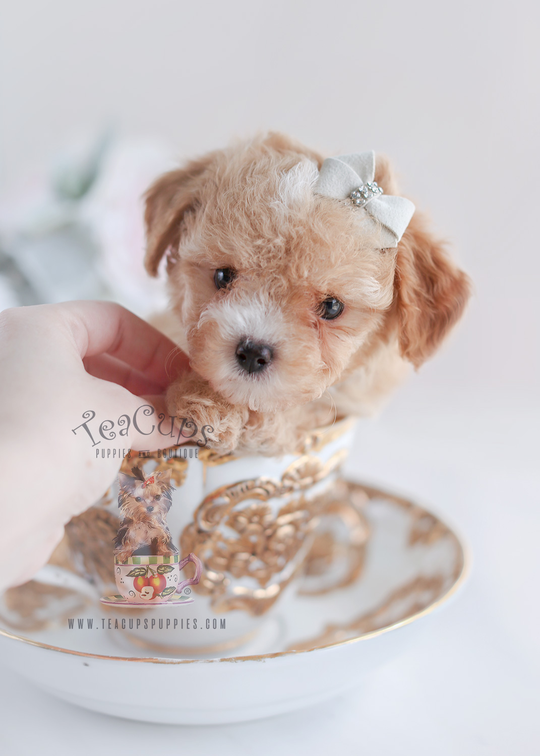 Toy Poodles by Teacup Puppies For Sale