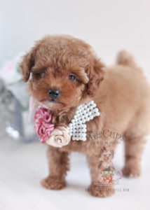 Teacup Puppies and Toy Poodles For Sale