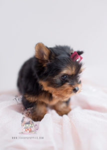 Toy Yorkie Puppy For Sale #042 Teacup Puppies