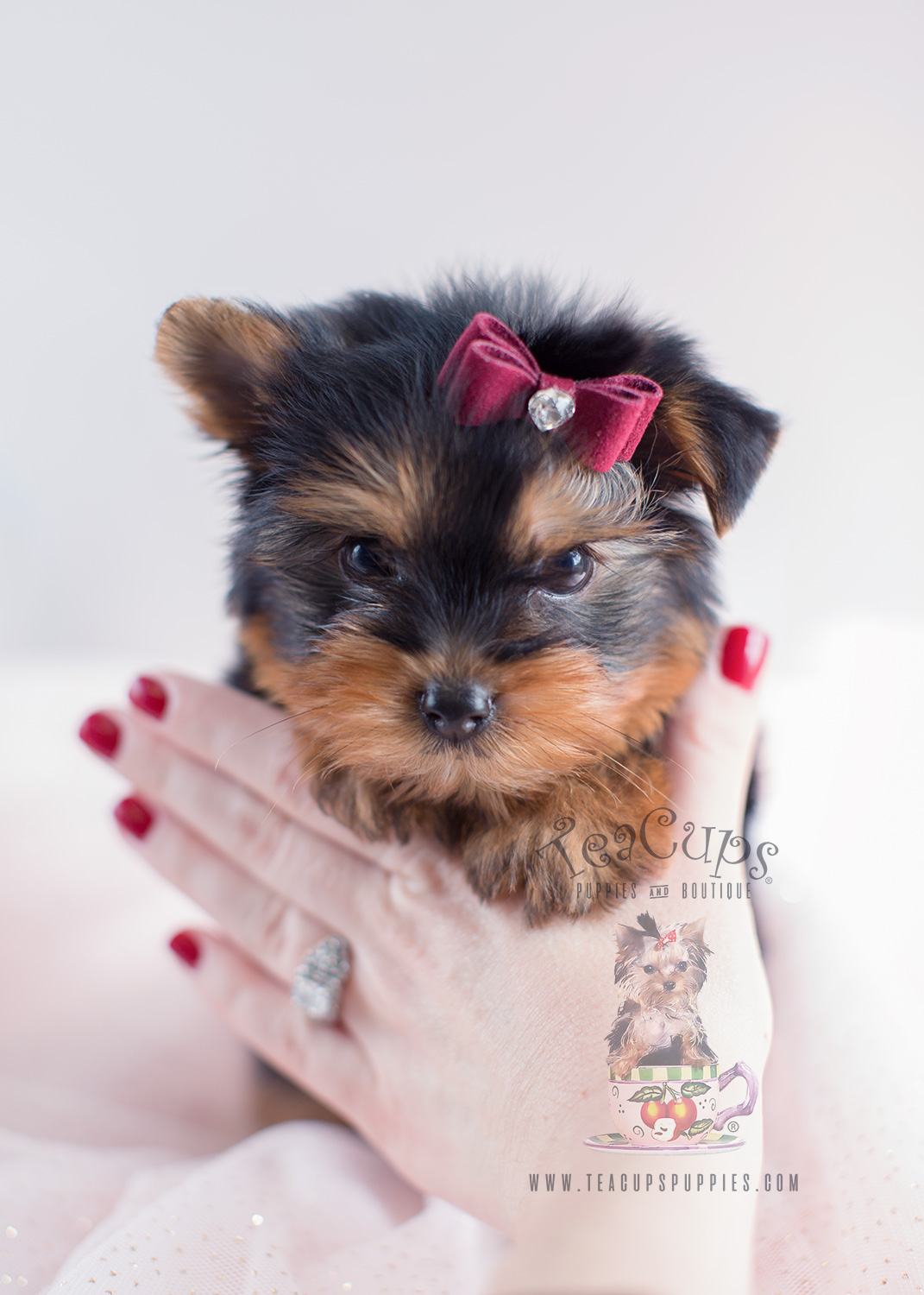 Yorkie Puppies For Sale South Florida Teacups, Puppies & Boutique