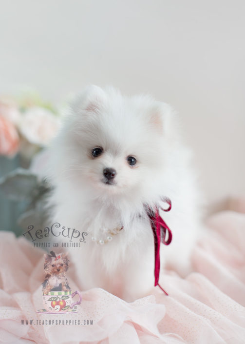 Toy Pomeranians For Sale Teacup Puppies