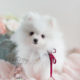 Toy Pomeranians For Sale Teacup Puppies