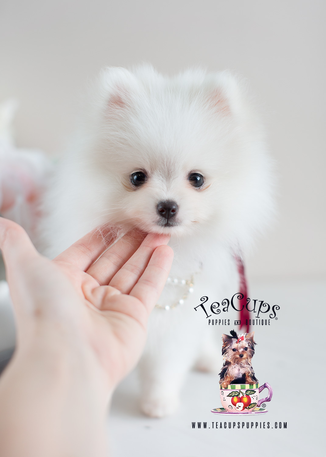 Teacup Pomeranians and Teacup Puppies For Sale