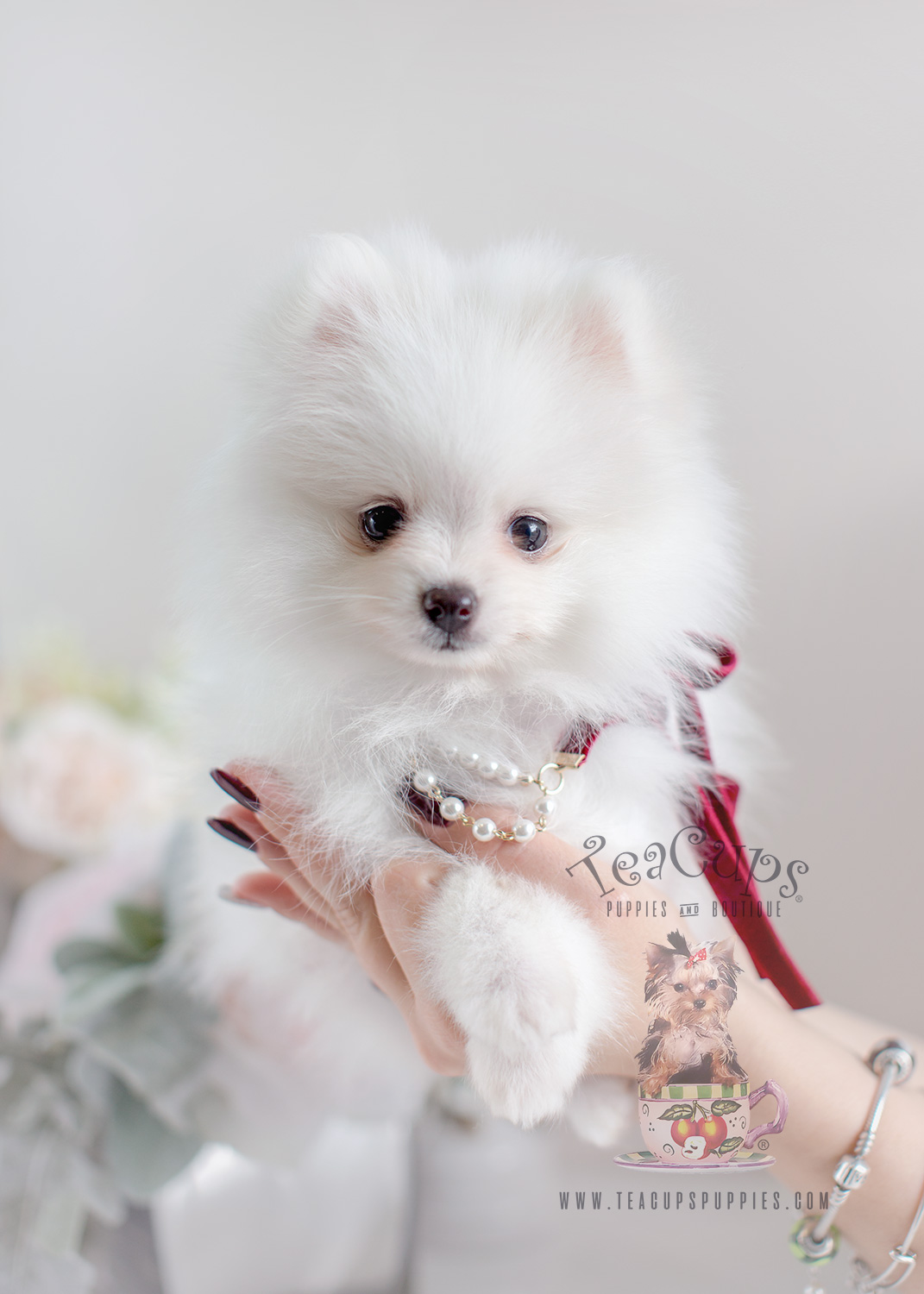 Gorgeous White Pomeranian Puppy #033 For Sale