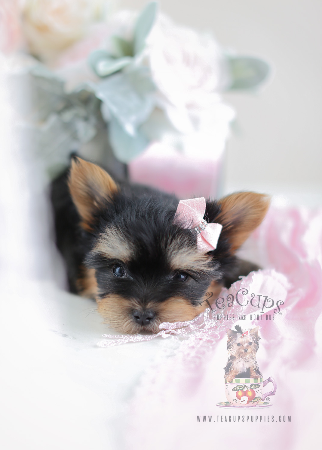 Yorkie Teacup Puppies