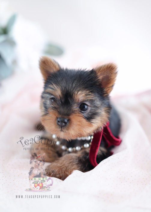Yorkie Puppies For Sale Teacup Puppies