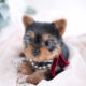 Yorkie Puppies For Sale Teacup Puppies