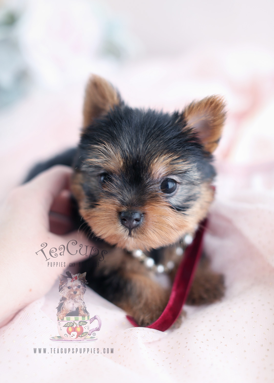 Yorkie For Sale