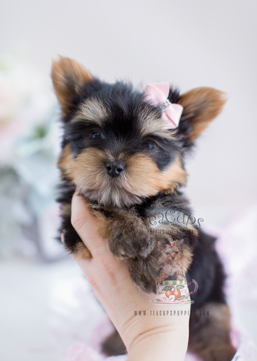 Yorkie Teacup Puppy Boutique