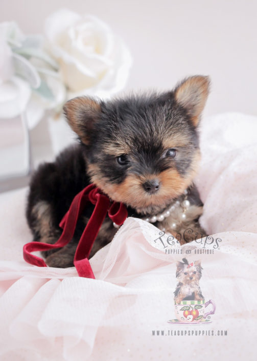 For Sale #063 Teacup Puppies Yorkie Puppy