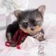 For Sale #063 Teacup Puppies Yorkie Puppy