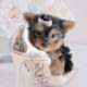 For Sale #064 Teacups Puppies Yorkie Puppy