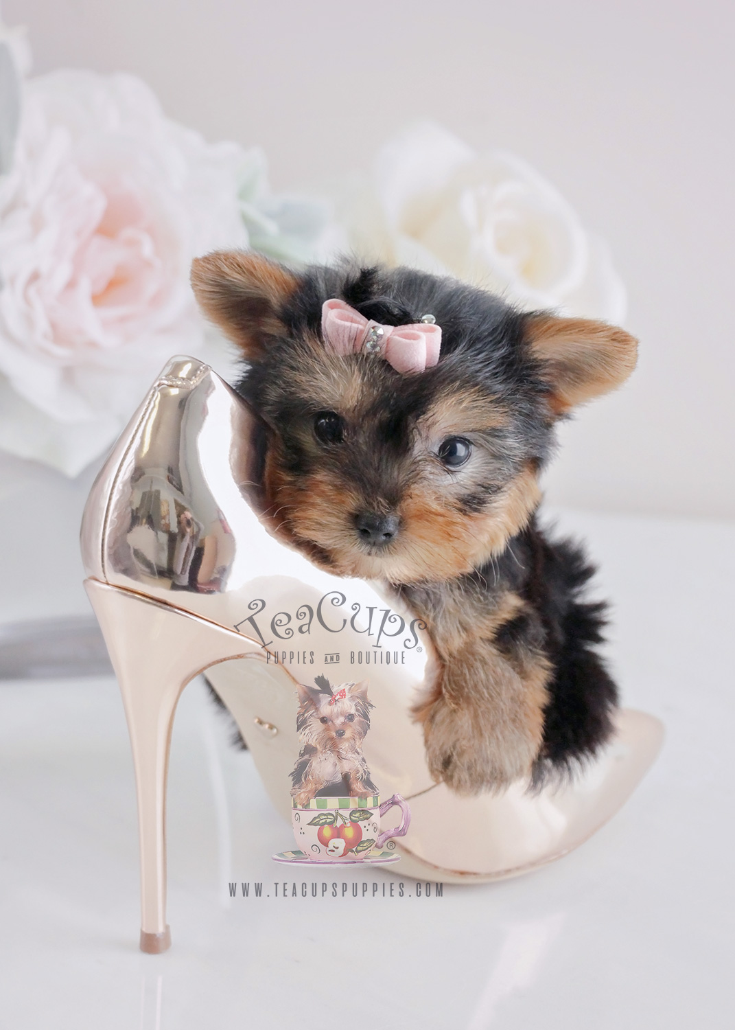 For Sale #064 Teacups Puppies Yorkie Puppy