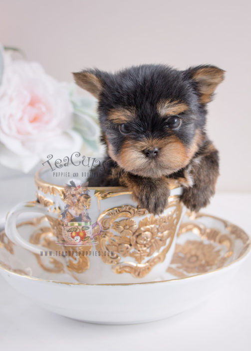 For Sale #067 Teacup Puppies Yorkie Puppy