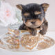 For Sale #067 Teacup Puppies Yorkie Puppy