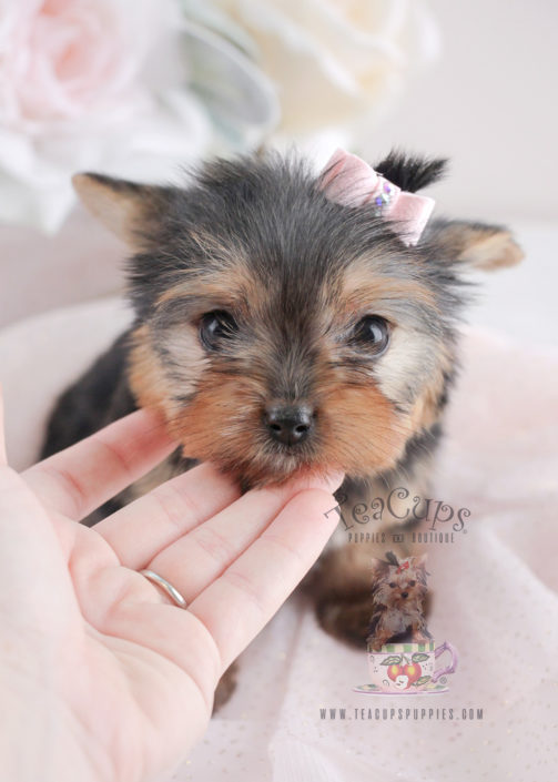 Image Result For Yorkshire Terrier Puppies For Sale Image Result For Yorkshire Terrier Puppies For Sale