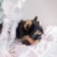 Teacup Puppy Boutique Yorkie For Sale