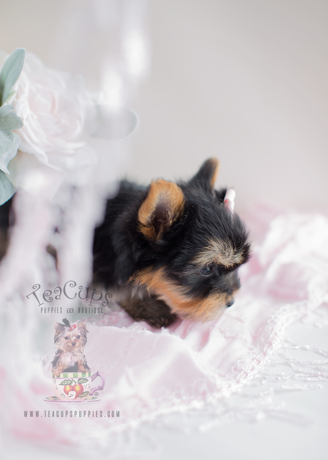 Teacup Puppy Boutique Yorkie For Sale