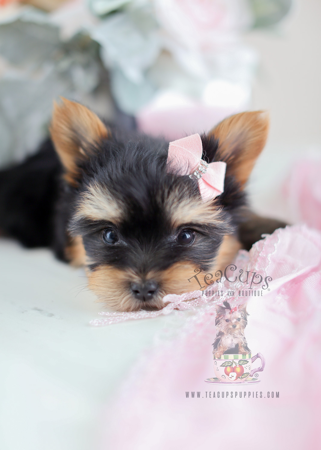 Yorkie Puppy Sale