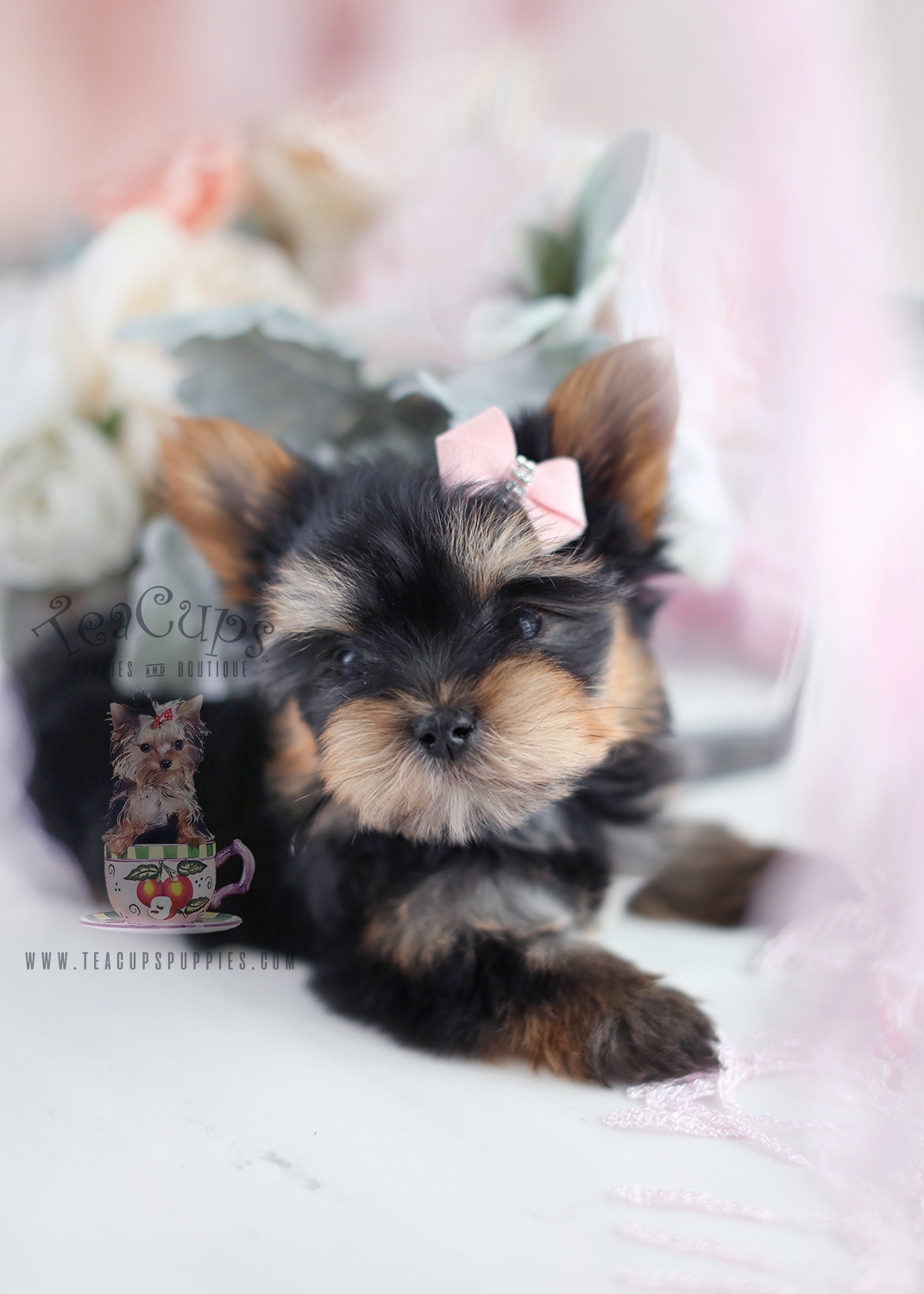 Yorkie Puppies