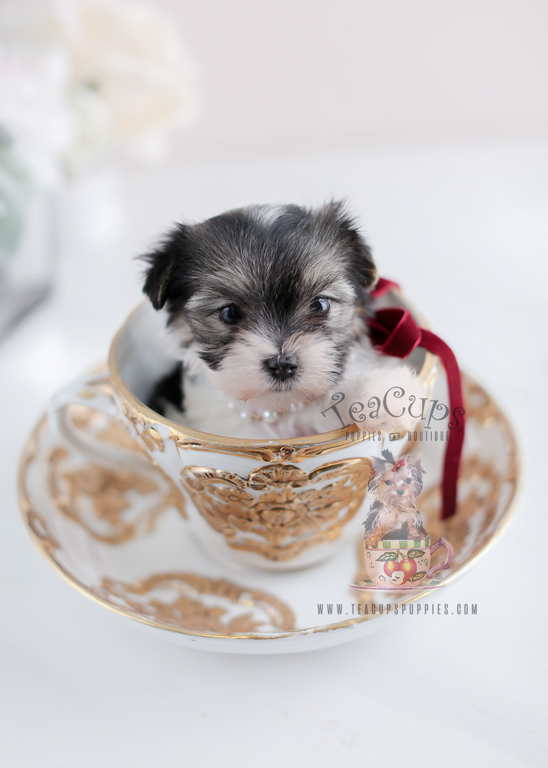 Puppy For Sale #072 Teacup Puppies Biewer Yorkie Terrier