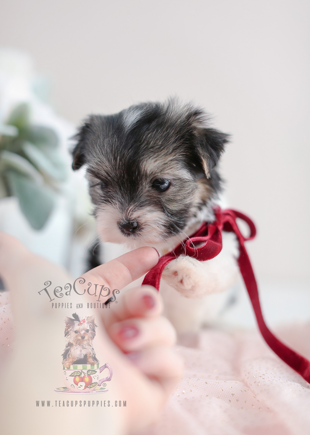 Biewer Yorkie Puppy For Sale #072 Teacup Puppies