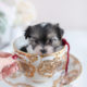 For Sale #072 Teacup Puppies Biewer Yorkie Puppy
