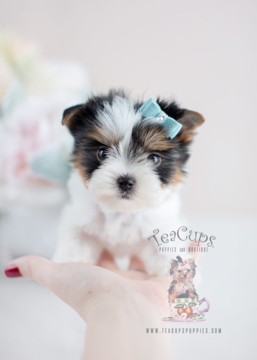 For Sale #075 Teacup Puppies Biewer Yorkie Puppy