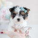 For Sale #075 Teacup Puppies Biewer Yorkie Puppy