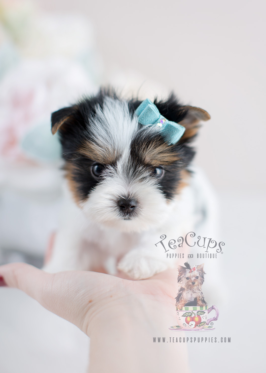 Biewer Yorkie Puppy For Sale #075 Teacup Puppies