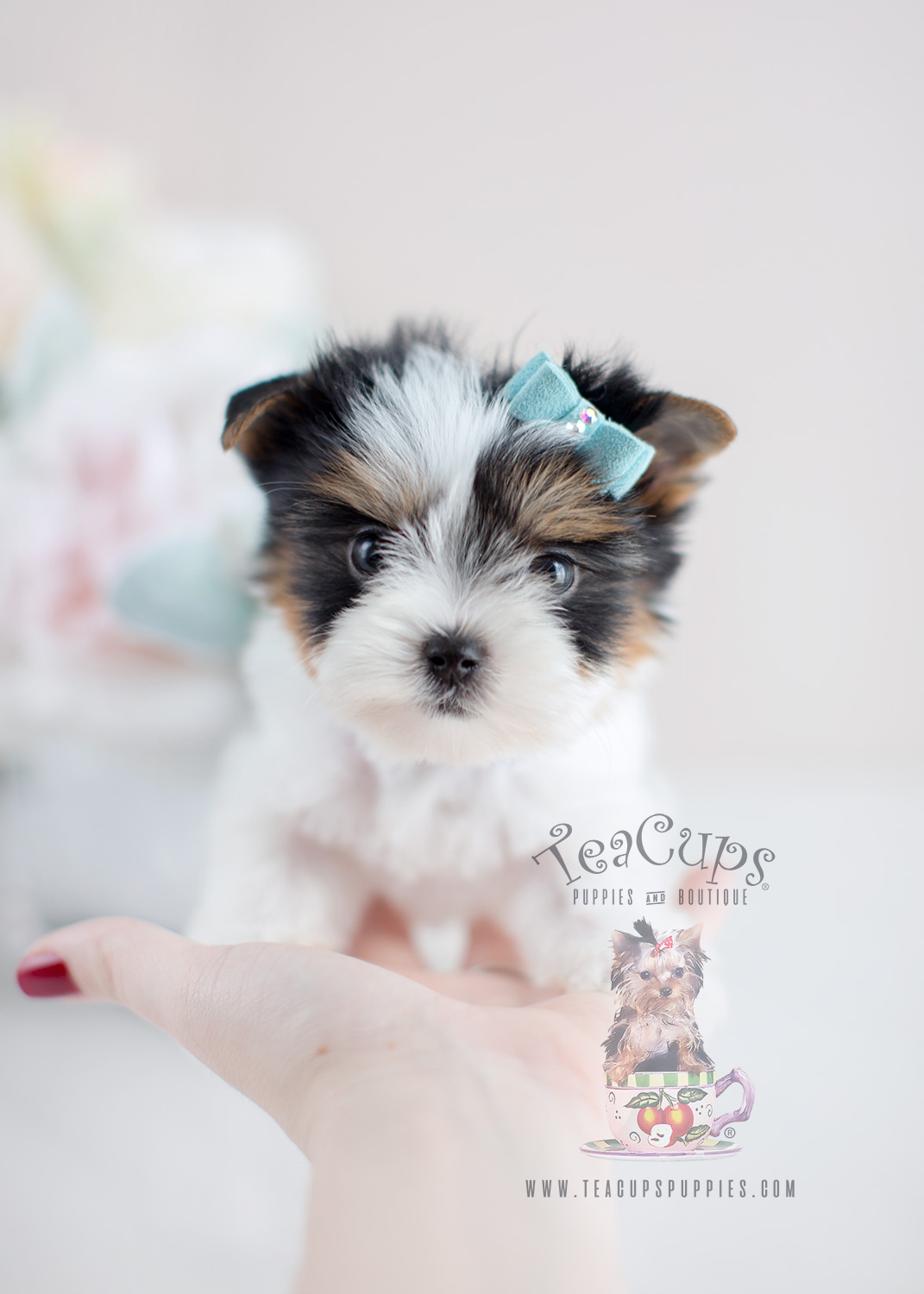 For Sale #075 Teacup Puppies Biewer Yorkie Puppy