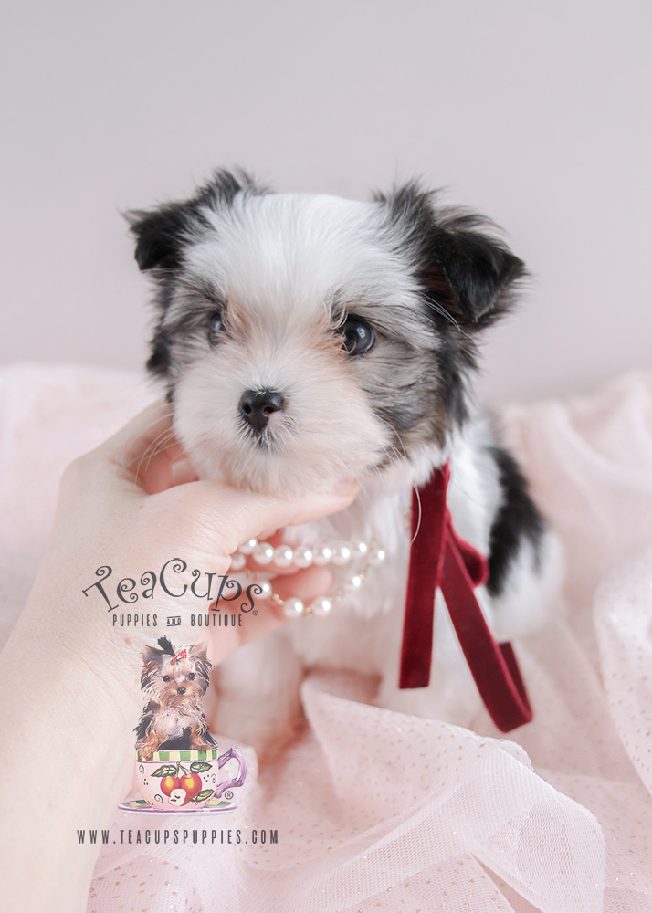 Puppy For Sale #079 Teacup Puppies Biewer Yorkie