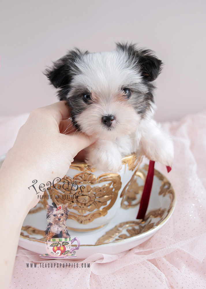 For Sale #079 Teacup Puppies Biewer Yorkie Puppy