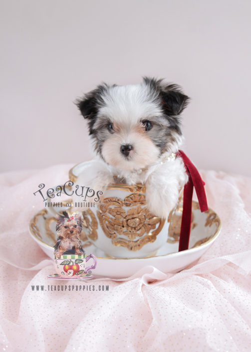 Biewer Yorkie Puppy For Sale #079 Teacup Puppies