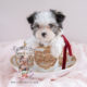 Biewer Yorkie Puppy For Sale #079 Teacup Puppies