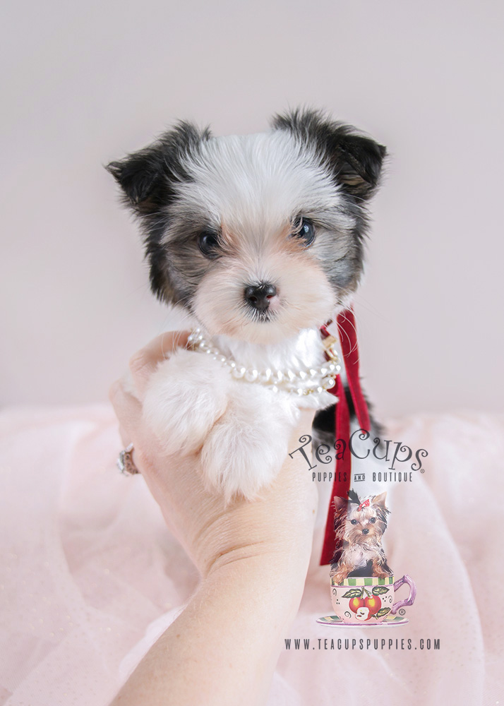 Puppy For Sale #079 Teacup Puppies Biewer Yorkie