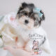 Puppy For Sale #080 Teacup Puppies Biewer Yorkie