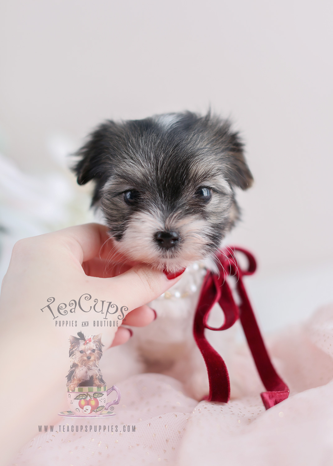 Terrier Puppy For Sale #072 Teacup Puppies Biewer Yorkie