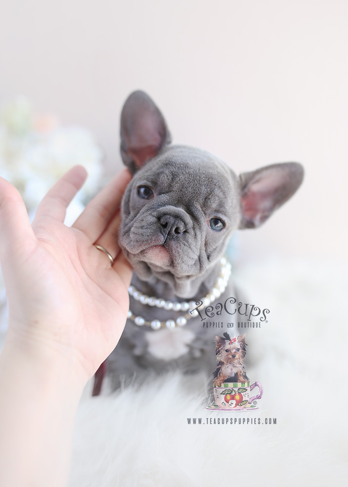 French Bulldog Puppy For Sale #096 Teacup Puppies Lilac