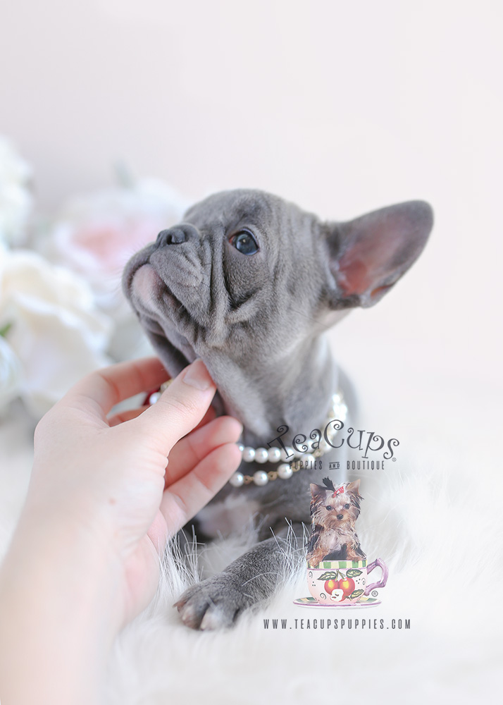 French Bulldog Puppy For Sale #096 Teacup Puppies Lilac