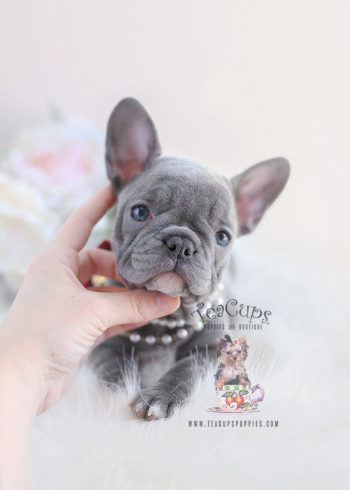 Lilac French Bulldog Puppy For Sale #096 Teacup Puppies