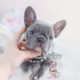 Lilac French Bulldog Puppy For Sale #096 Teacup Puppies