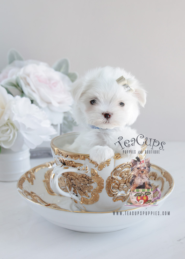 For Sale Teacup Puppies Maltese Puppy #077