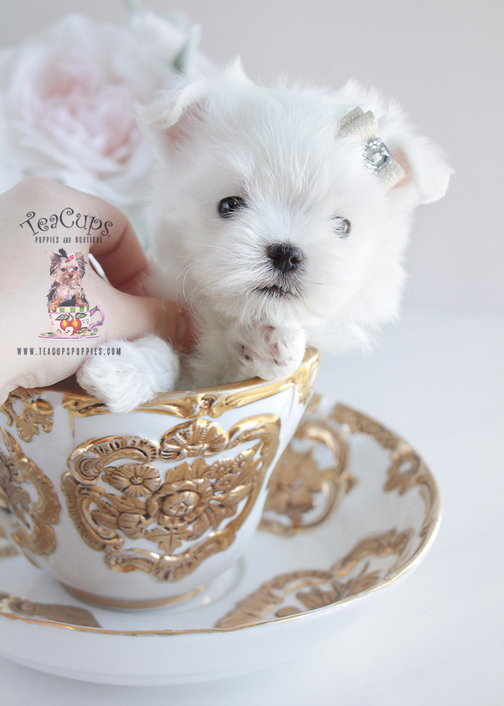 Teacup Puppies Maltese For Sale