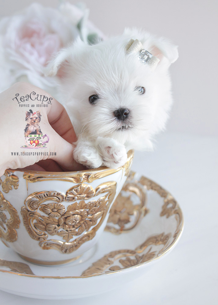 Teacup Maltese and Toy Maltese Puppies For Sale