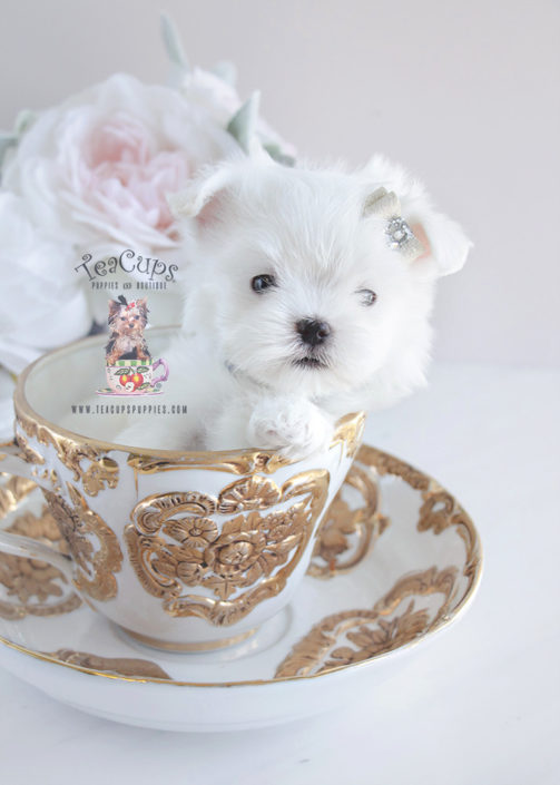 Teacup Maltese