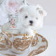 Teacup Maltese