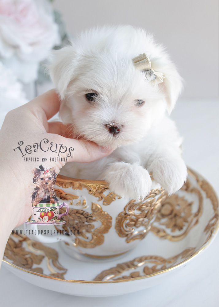 For Sale Teacup Puppies Maltese Puppy #077